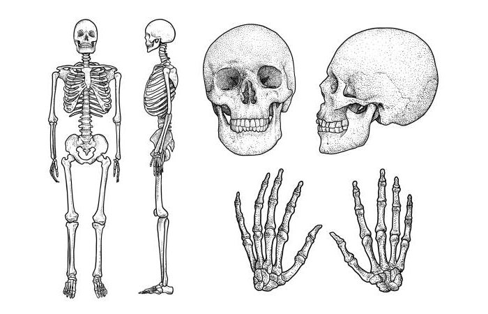 Why is Drawing a Skeleton Important?